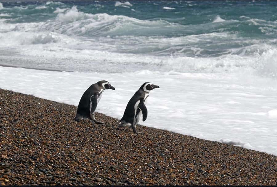 Punta Tombo for cruise-ship passengers - Walking through Punta Tombo Nature Reserve