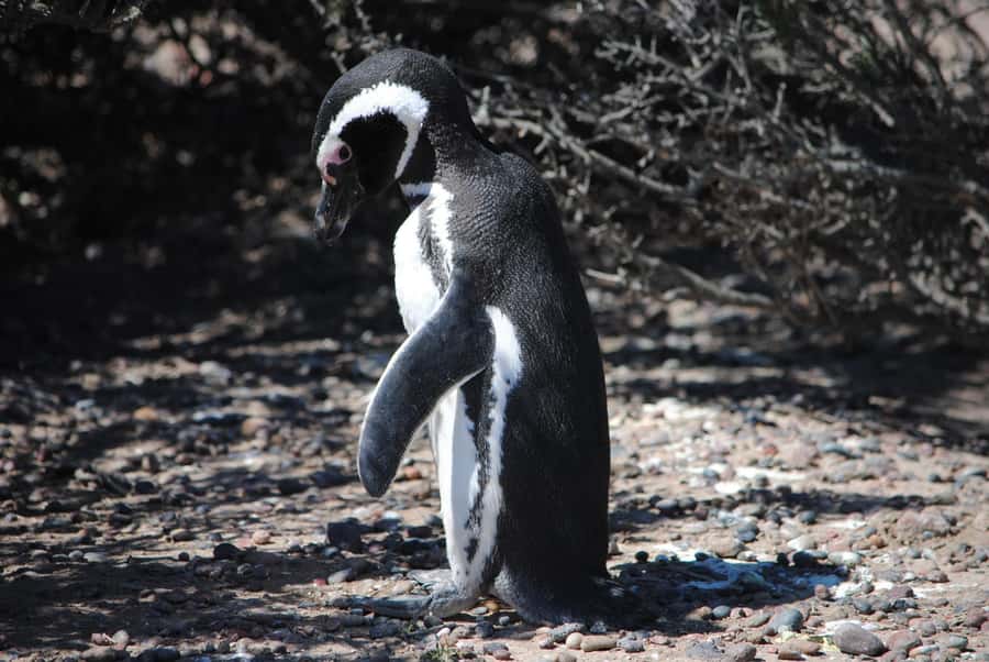 Punta Tombo for cruise-ship passengers - Who will enjoy this excursion most?