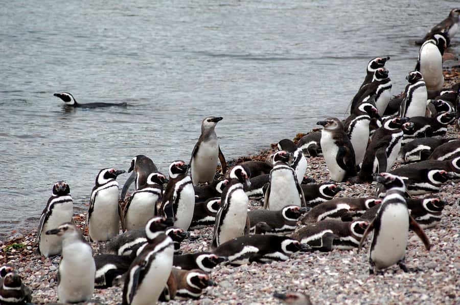 Punta Tombo Penguin Tour & Optional Tonina Watching - Key points to know before booking