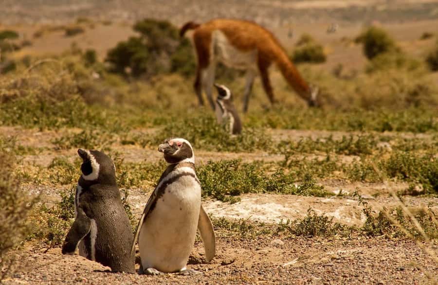 Punta Tombo Penguin Tour & Optional Tonina Watching - Practical advice for a smoother day