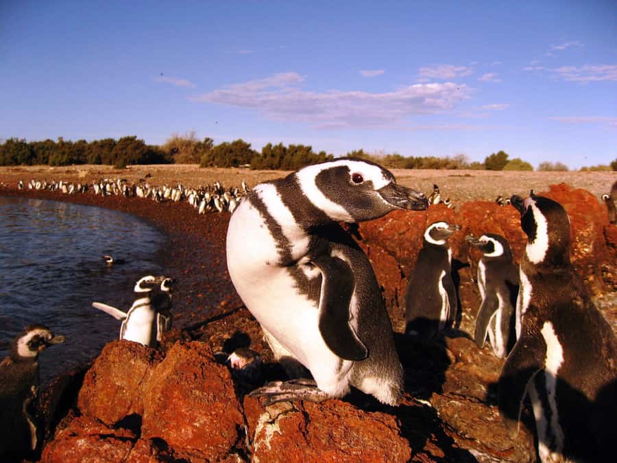 Punta Tombo Penguin Tour & Optional Tonina Watching - Punta Tombo’s mixed wildlife community