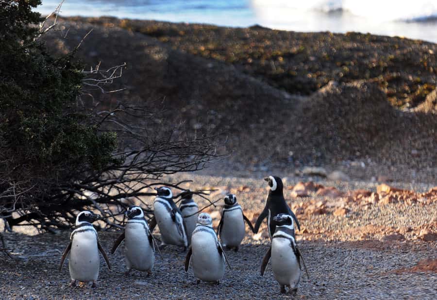 Punta Tombo Penguin Tour & Optional Tonina Watching - Gaiman, Welsh tea, and the cultural alternative