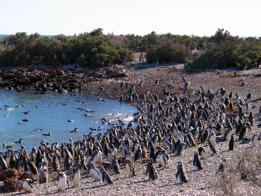 Punta Tombo Shore Excursion for Cruise Passengers + City - Why Punta Tombo is worth the long ride
