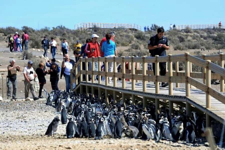Punta Tombo Shore Excursion for Cruise Passengers + City - Wildlife beyond the penguins