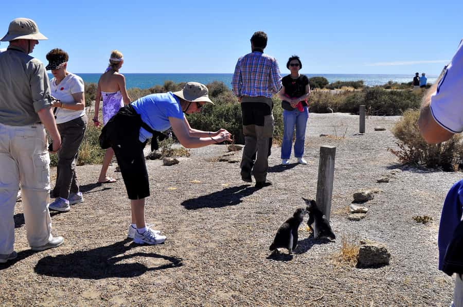 Punta Tombo Shore Excursion for Cruise Passengers + City - What to bring for the reserve