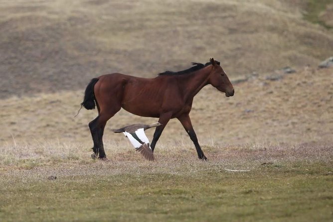 Safari Experience - Wildlife & Steppe - Plants, altitude, and the meaning of the steppe