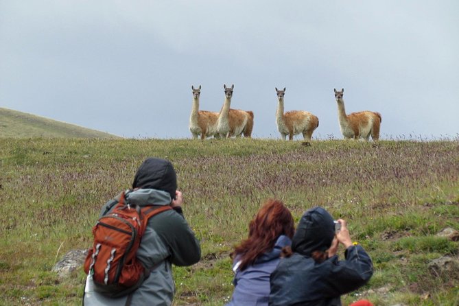 Safari Experience - Wildlife & Steppe - A useful choice for arrival or departure day