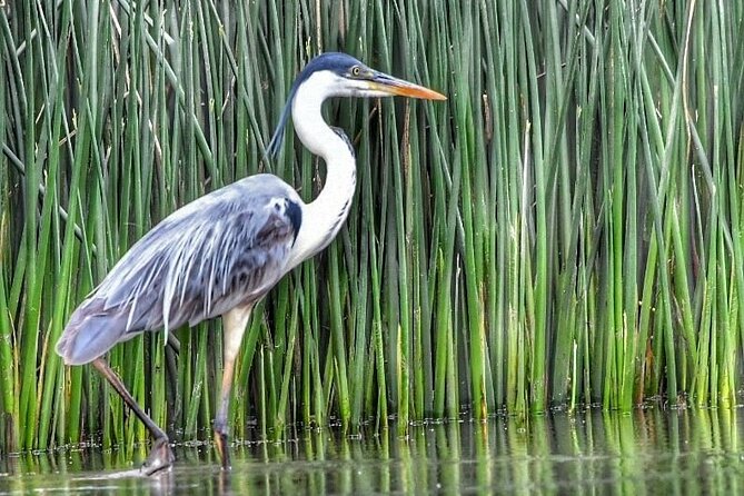 Safari náutico en tigre - Who will get the most from this tour?