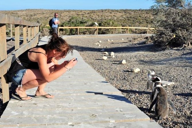 Shore Excursion Punta Tombo cruise passengers Puerto Madryn - Key points to know before booking