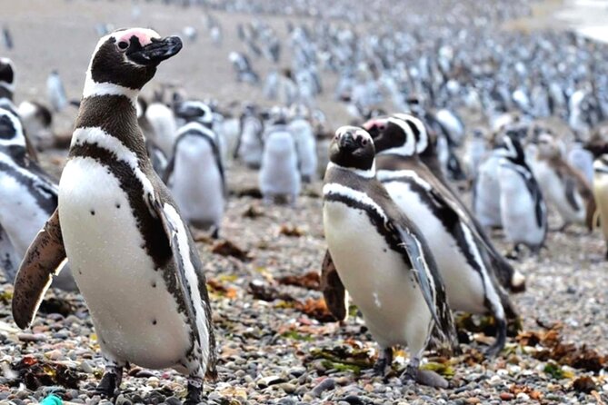 Shore Excursion Punta Tombo cruise passengers Puerto Madryn - The real attraction is Punta Tombo
