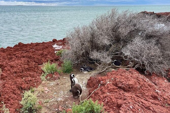 Shore Excursion Punta Tombo cruise passengers Puerto Madryn - Who will enjoy this excursion most