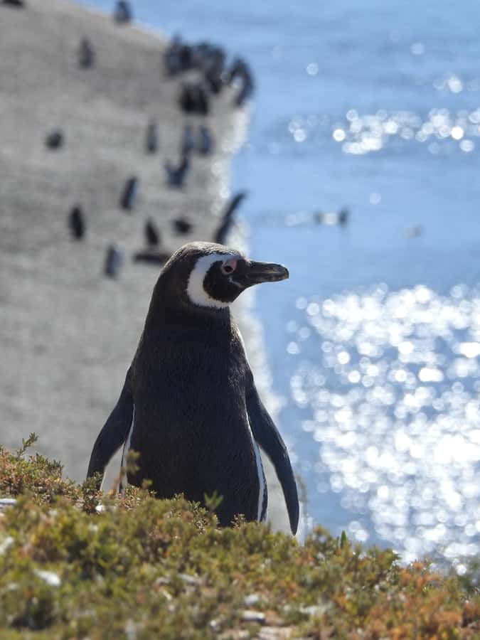 Shore Tours Peninsula Valdes Puerto Madryn Cruise Passengers - What the $120 price really buys