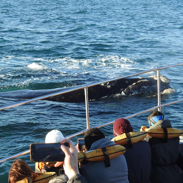 Shore Tours Peninsula Valdes Puerto Madryn Cruise Passengers - Punta Cantor and the coastal pause