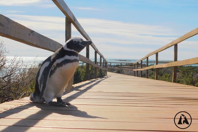 Shore Tours Punta Tombo Cruise Ship Passengers Puerto Madryn - Why Punta Tombo is worth the long ride