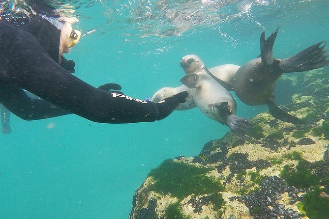 Snorkeling with Sea Lions - Key points to know before you book