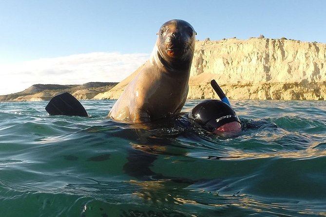 Snorkeling with Sea Lions - Leaving Puerto Madryn for Punta Loma