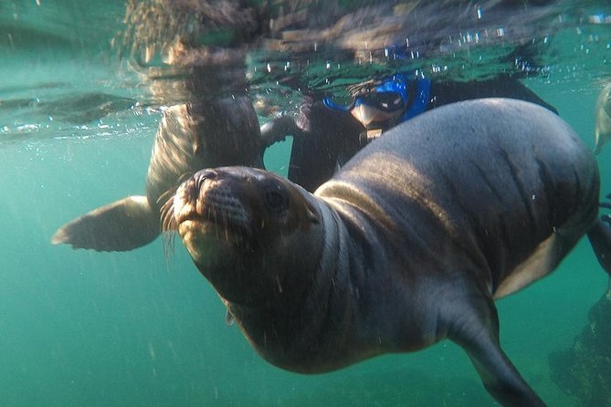Snorkeling with Sea Lions - Meeting the single-furred sea lions