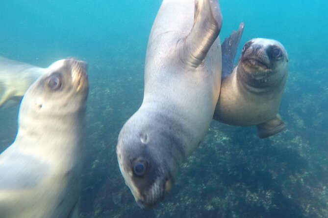 Snorkeling with Sea Lions - Photos, videos, and the extra cost
