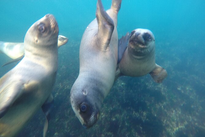 Snorkeling with Sea Lions - Is $153 a fair price?