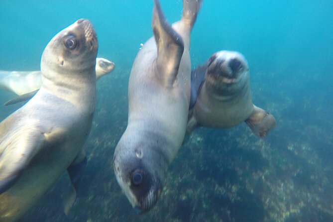 Snorkeling with Sea Lions - Who should book this experience?