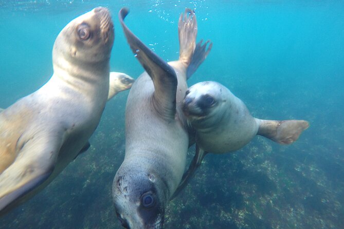 Snorkeling with Sea Lions - Should you book snorkeling with sea lions?