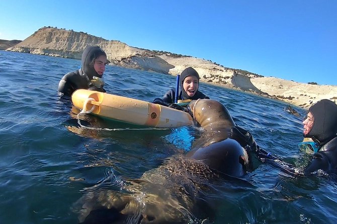 Snorkeling with Sea Lions by Madryn Buceo - Key things to know before you book