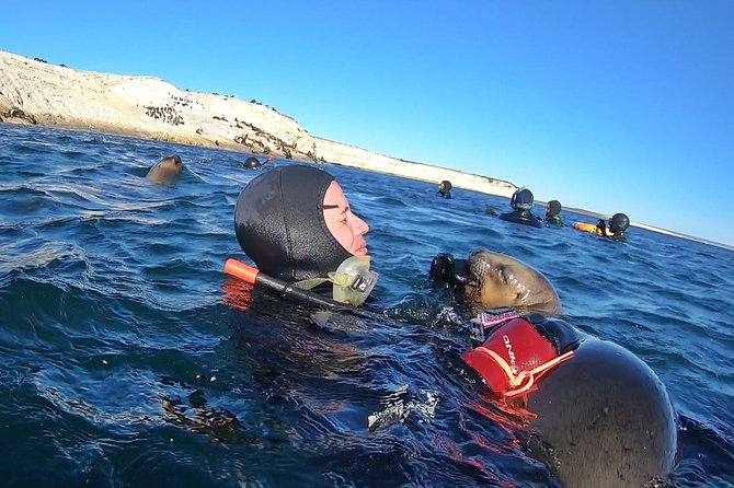 Snorkeling with Sea Lions by Madryn Buceo - Why this is Puerto Madryn’s signature morning trip