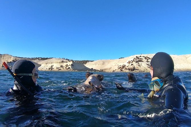 Snorkeling with Sea Lions by Madryn Buceo - Stop three: the return to Muelle Luis Piedra Buena