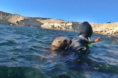 Snorkeling with Sea Lions by Madryn Buceo