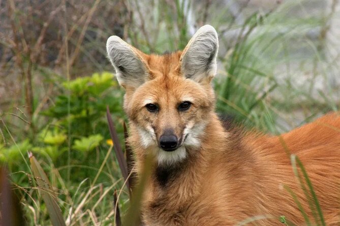 Temaiken Biopark Buenos Aires Tour - Seeing wildlife from Argentina and beyond