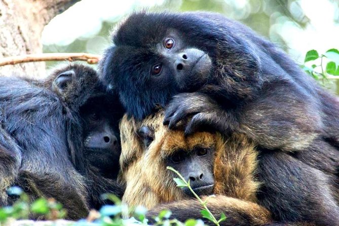 Temaiken Biopark Buenos Aires Tour - Five hours to choose your own rhythm