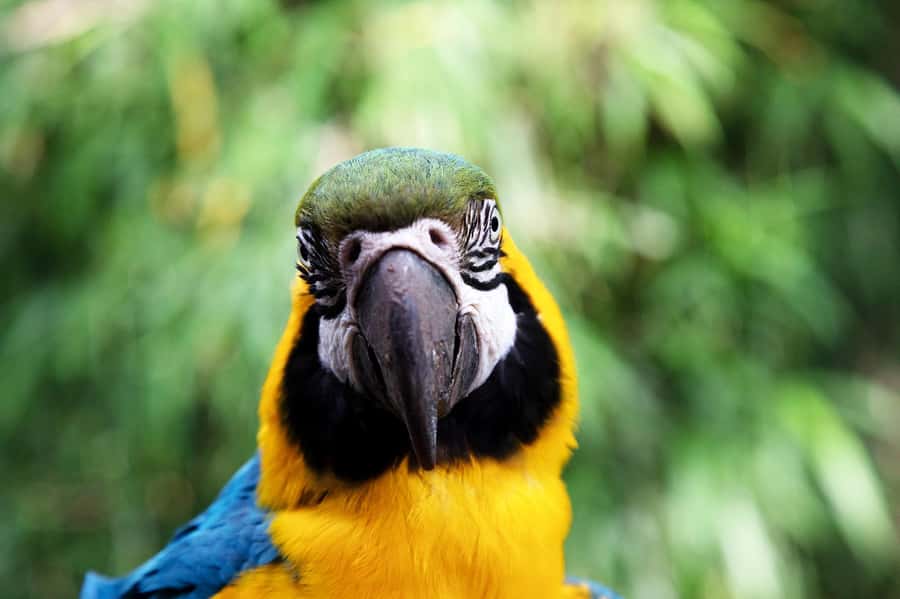 Temaiken Biopark Entry Tickets - Key points to know before you go