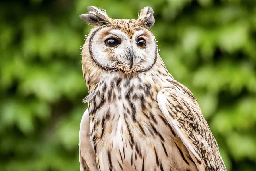 Temaiken Biopark Entry Tickets - Why Temaiken works as more than a zoo