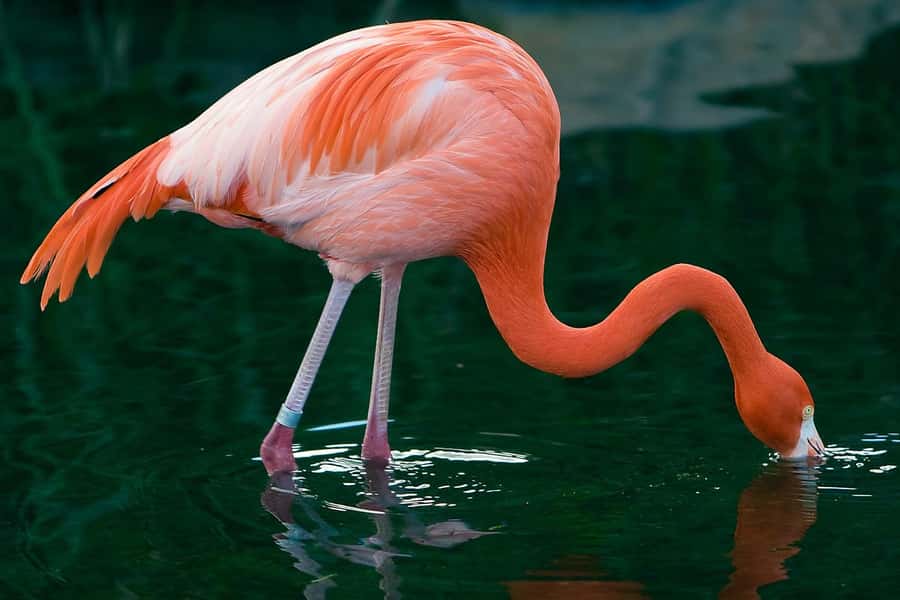 Temaiken Biopark Entry Tickets - Mesopotamian Fauna and Argentina’s wet regions