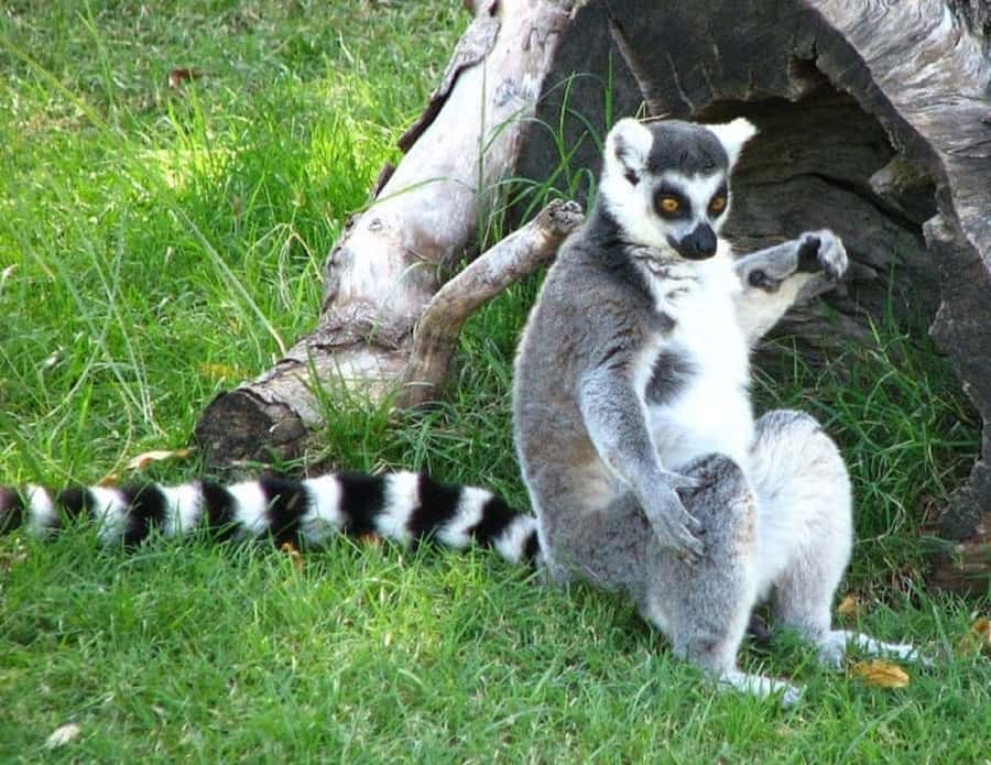 Temaiken Biopark Entry Tickets - African animals, birds, and three special islands
