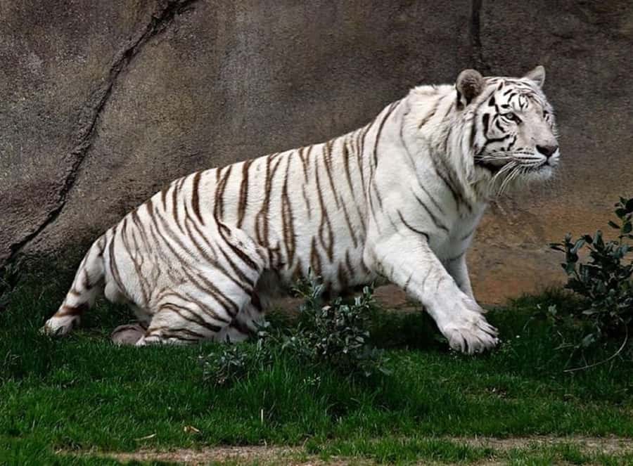 Temaiken Biopark Entry Tickets - Asian Zone with tigers, bats, and flying foxes