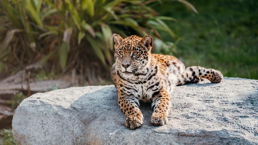 Temaiken Biopark Entry Tickets - Starting with Buenos Aires Province in the Native Zone