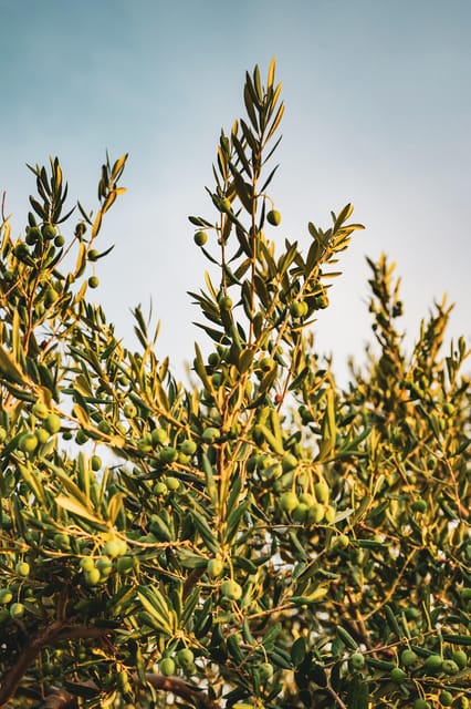 Terroir Soul: Meet the essence of Maipú Olive Oils & Wines - Who will enjoy this tour most?