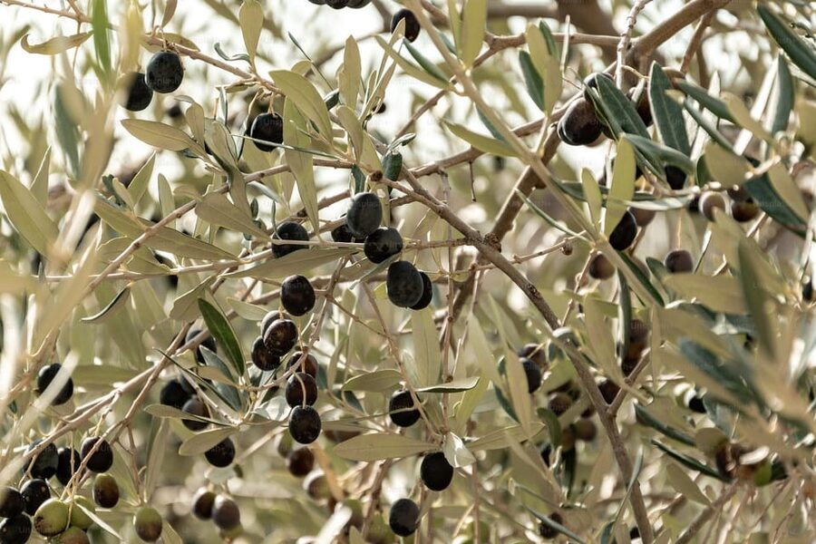 Terroir Soul: Meet the essence of Maipú Olive Oils & Wines - Practical tips for making the day better