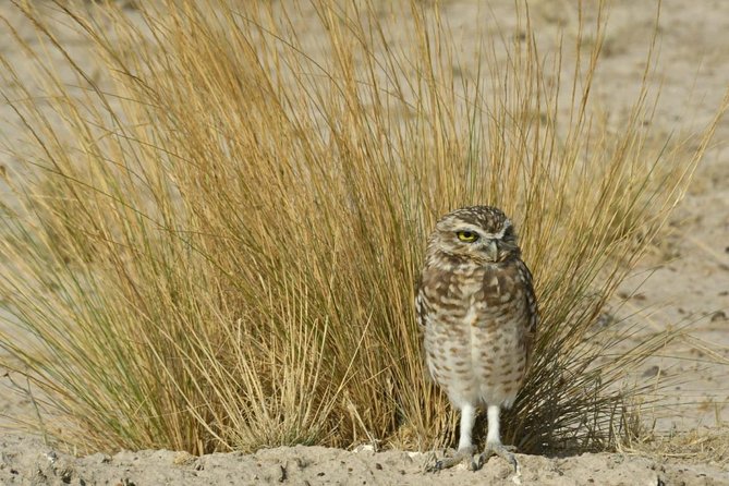 The Best of Peninsula Valdés in one day - Why Peninsula Valdés deserves a full day