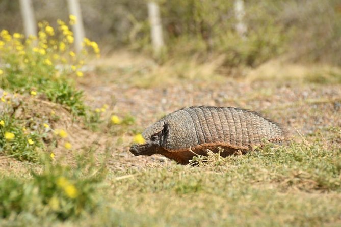 The Best of Peninsula Valdés in one day - The guides and the feel of the day
