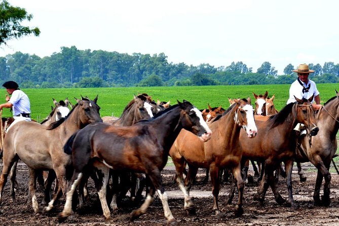 The Most Traditional Fiesta Gaucha in Buenos Aires - Lunch brings the asado to the center