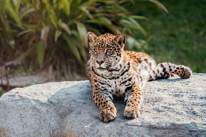 Tickets to Temaikén Biopark - La Chacra adds a more familiar family stop