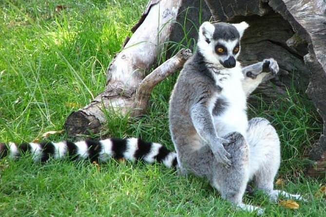 Tickets to Temaikén Biopark - Animal habitats and conservation give the visit its purpose