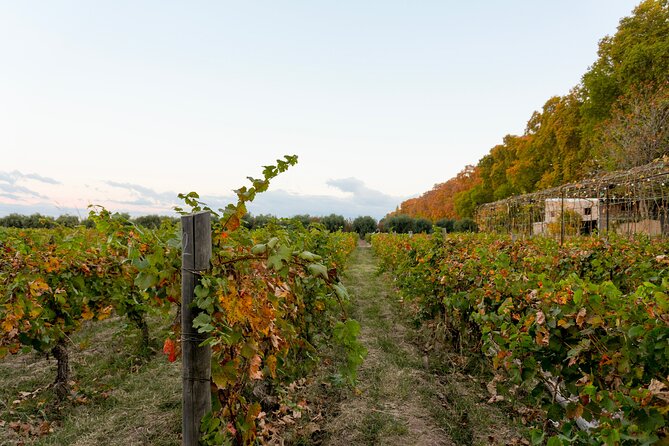 Tour and Tasting in 3 Wineries and 1 Olive Tree in Maipu - How much wine do you actually taste?