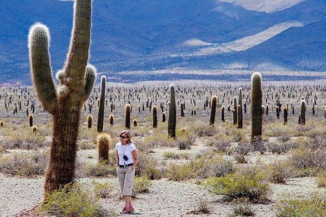 Tour to Cachi from Salta - Key Points Before You Book