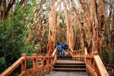 Tour with Navigation to the Arrayanes Forest and Victoria Island