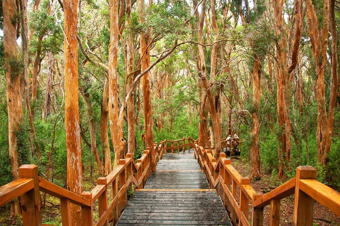 Tour with Navigation to the Arrayanes Forest and Victoria Island - Booking, timing and cancellation details