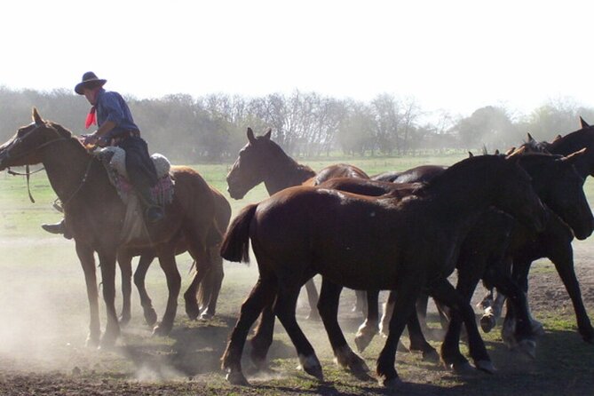 Traditional Gaucho Festival Full Day Tour from Buenos Aires - Who Will Enjoy This Day Most?