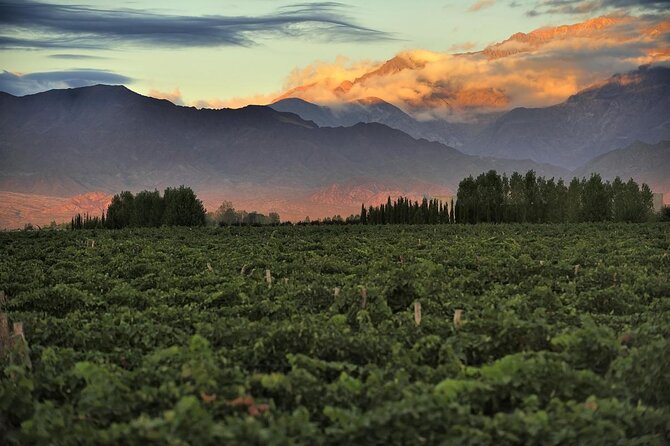 Transfer to Salentein Uco Valley with Lunch and Visit - Key things to know before booking